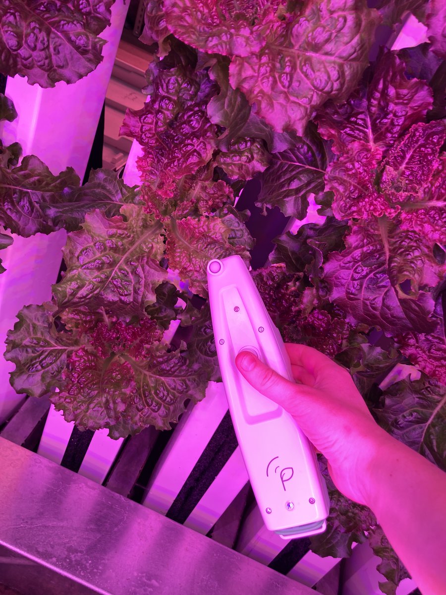 jesshpritchard's tweet photo. Over the next 3 weeks after transplanting into the edible walls, I took photosynthetic parameter measurements with a #multispeQ each week https://t.co/WooLrBjhYi