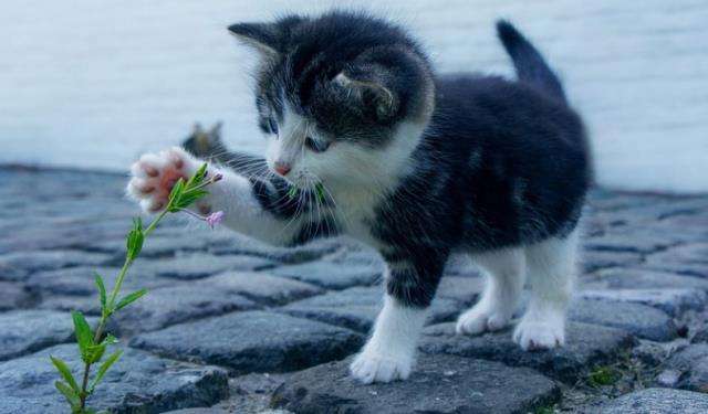 GoligNews Haber on Twitter: "Rüyada kedi görmek ne anlama gelir? Rüyada