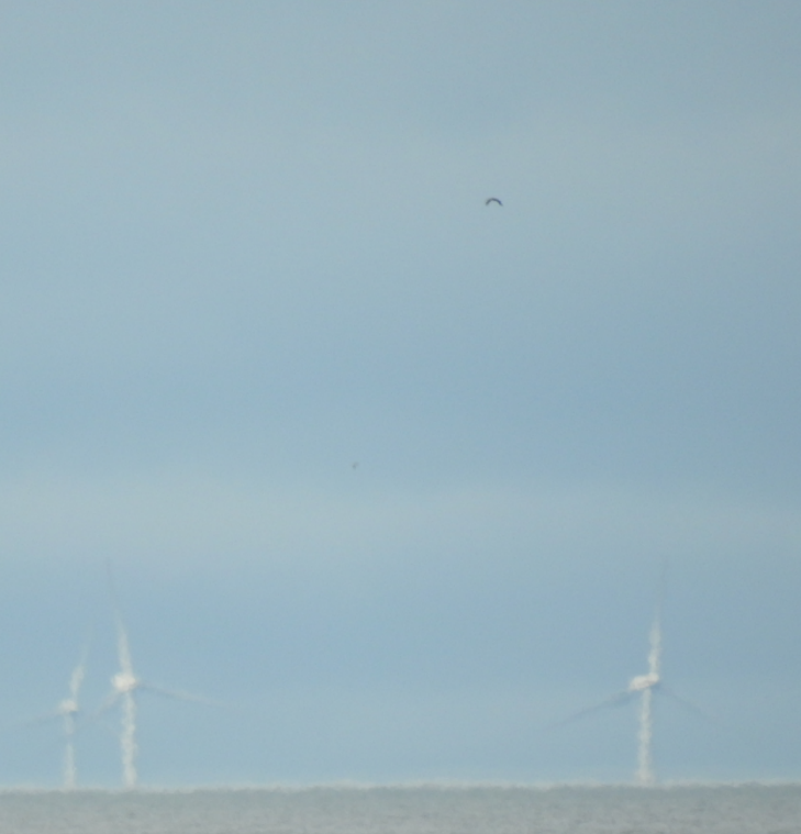 Turnershbo's tweet photo. @PatchBirding one of two Marsh Harriers out at sea today - sportingly pointed out by @H_histrionicus . I was trying to read wader flags rather than looking 1 km plus out to sea. #patchsilver at least. https://t.co/Vl6NHX7bow