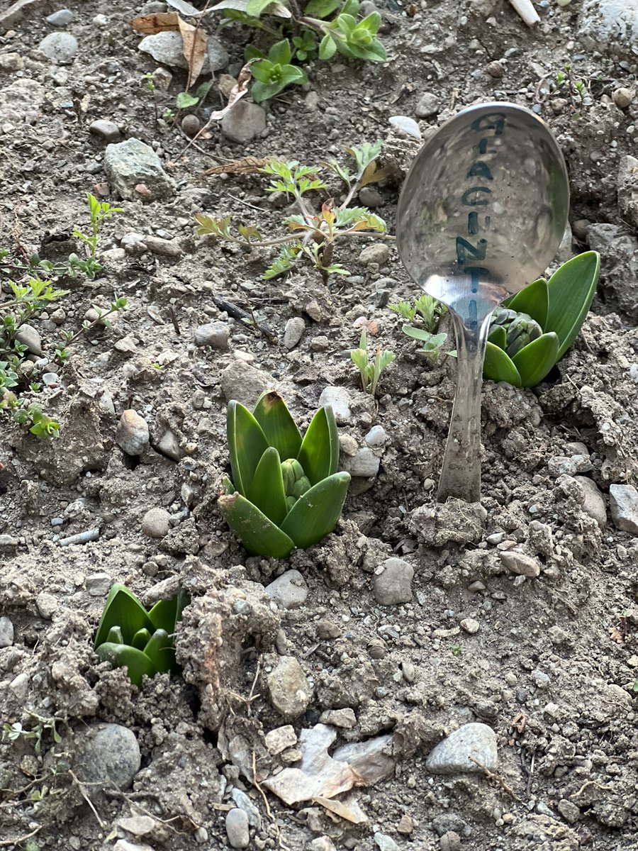 CRIGrandate's tweet photo. Ogni fiore che sboccia ci ricorda che il mondo non è ancora stanco dei colori. 🌷🌼
#crigrandate #crocerossaitaliana #crocerossa #unitaliacheaiuta #giovanicri #redcross #gogreen #beinggreen https://t.co/OejFOfjTtx