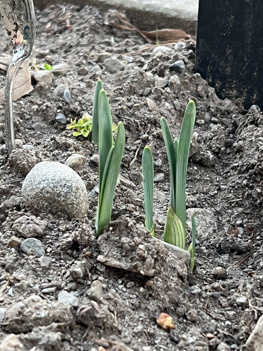 CRIGrandate's tweet photo. Ogni fiore che sboccia ci ricorda che il mondo non è ancora stanco dei colori. 🌷🌼
#crigrandate #crocerossaitaliana #crocerossa #unitaliacheaiuta #giovanicri #redcross #gogreen #beinggreen https://t.co/OejFOfjTtx