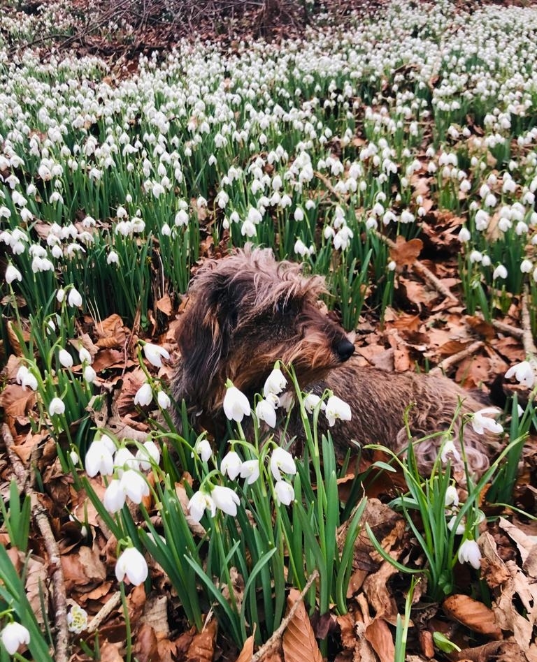 How gorgeous are the delicate little snowdrops that have popped up in the last few weeks? The first sign that we are nearing the end of winter!