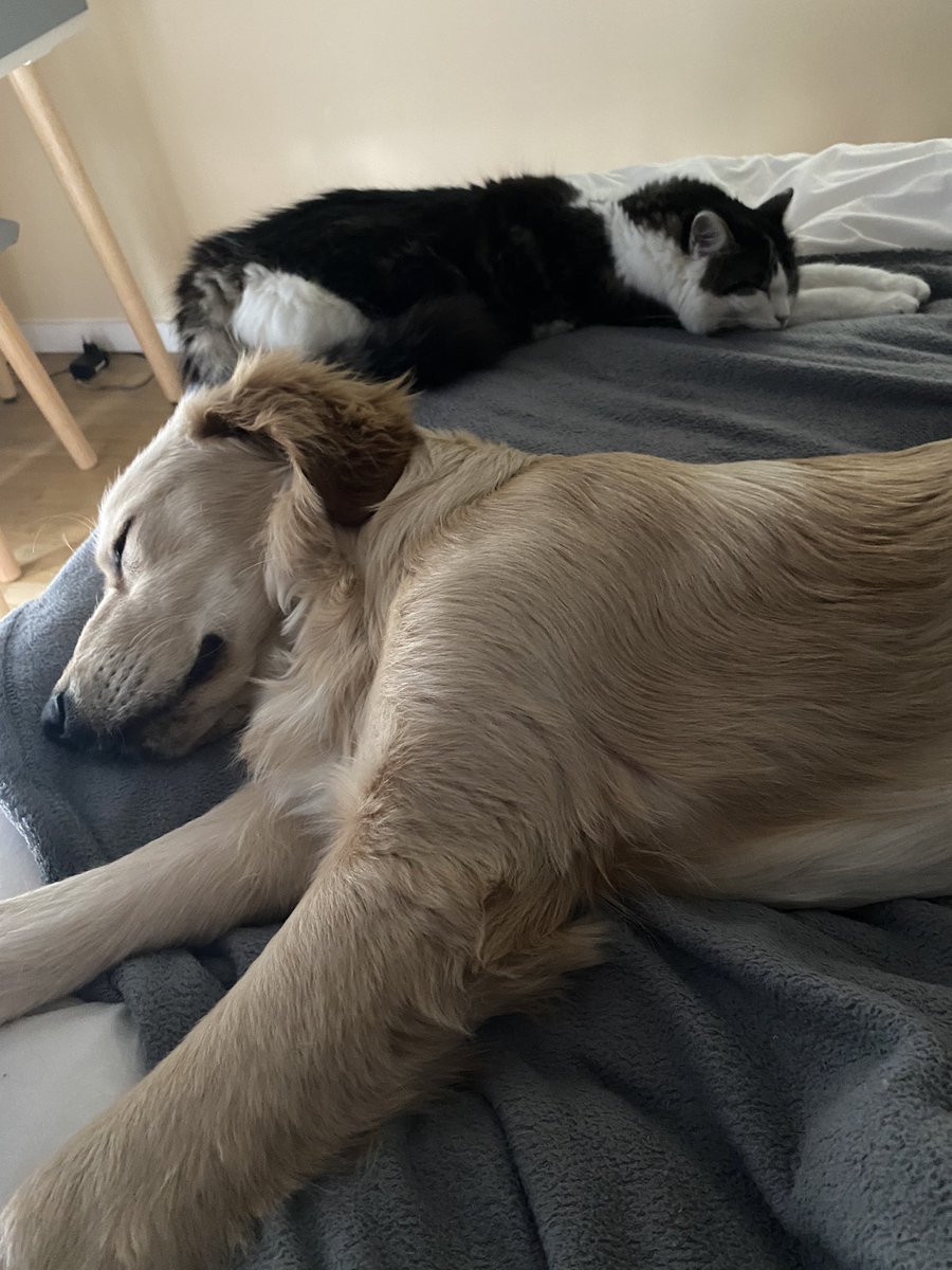 SapinLeChat's tweet photo. 💤 https://t.co/dWDiXg0IAF
