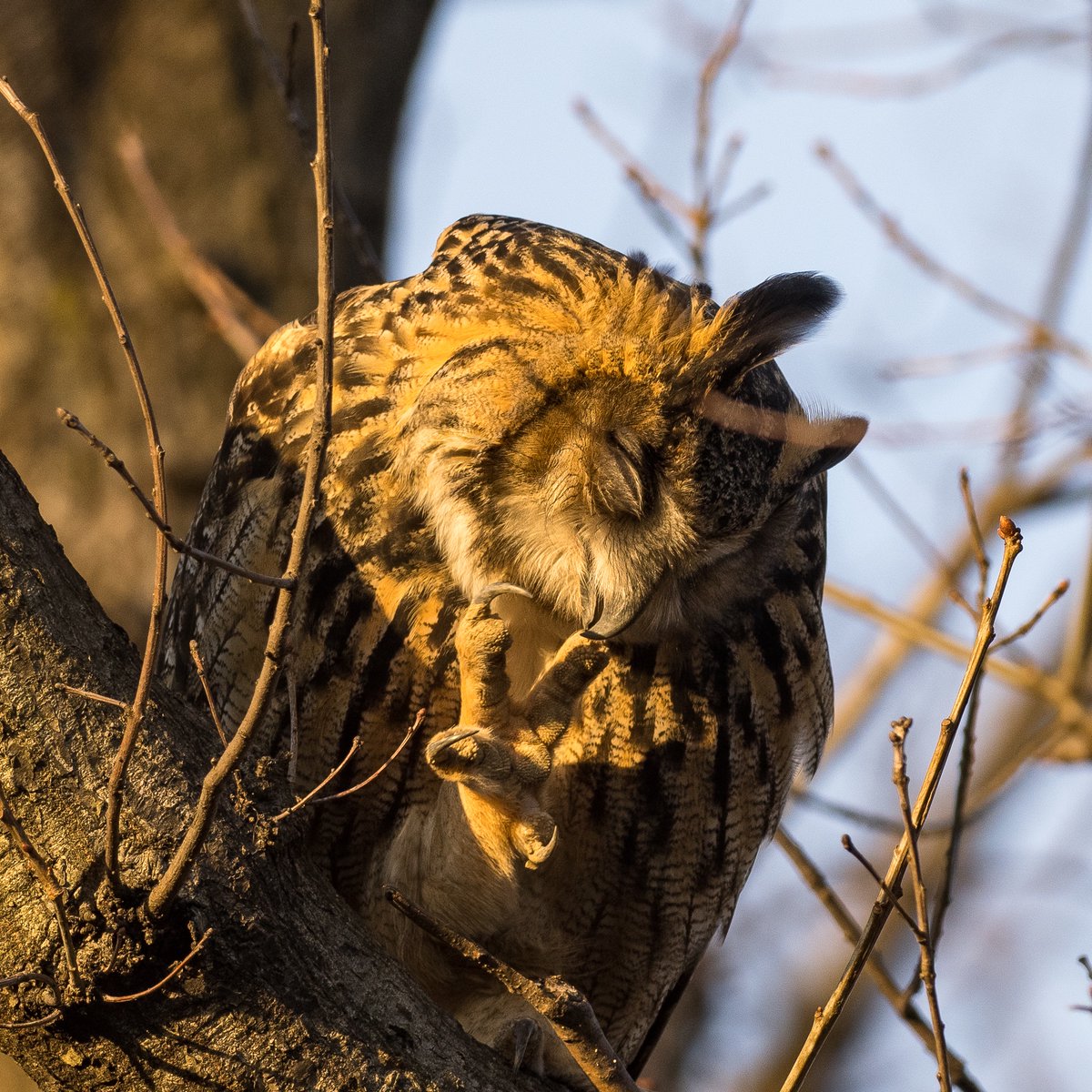 nlundebjerg's tweet photo. Manicure, owl style. #Flaco preparing for another evening out on the town. #northwoods (aka my backyard) #centralpark #NYC #birdcpp #owl  Photo (very cropped):  February 20, 2023 https://t.co/FNc9o6VhRs