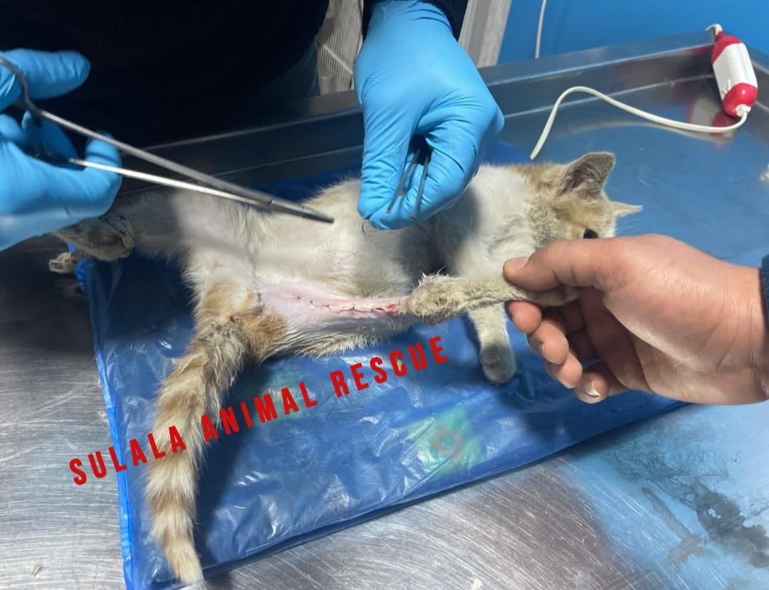 SulalaSociety's tweet photo. New #Rescue case, PLEASE SHARE We were contacted by a citizen from #Gaza strip about a cat that was hit by a car. He kept it safe until we arrived to pick her up and brought her to the vet.
The cat has a big wound in her lower thigh. #CatsLover #CatsOfTwitter #CatsOnTwitter https://t.co/TSZfgvSfzU