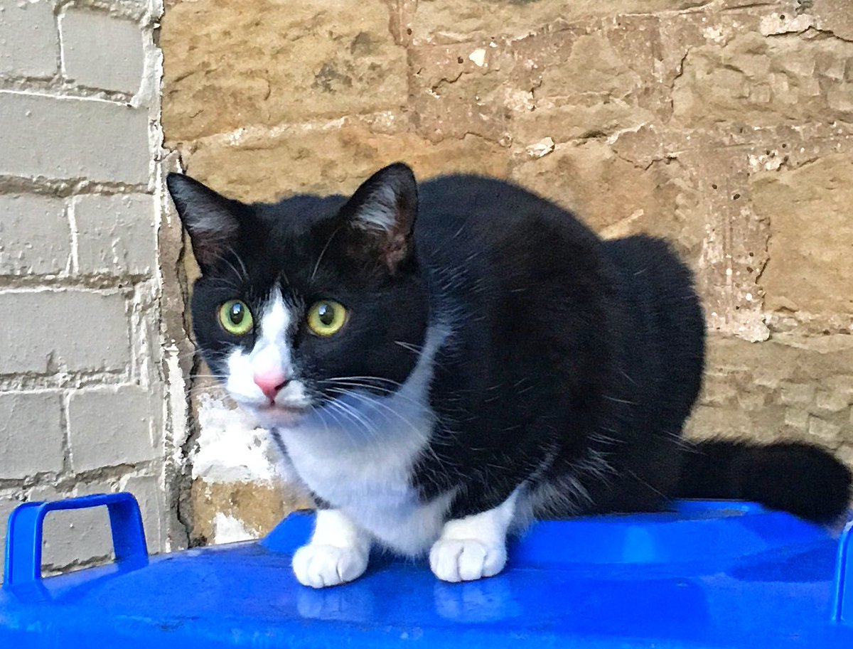 Lynnethm's tweet photo. @ScottDickinson0 But late to the party, but here’s Jazz! https://t.co/zpQBlqBGWy