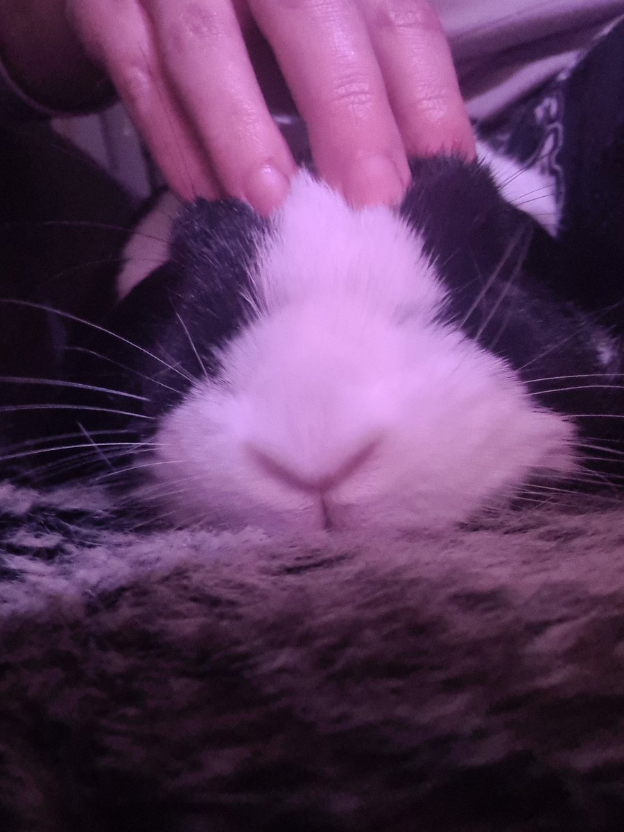 I'm sick with a cold atm hence being quiet (also hurt my knee but we're not talking about that)

So enjoy my son getting head rubs instead 💜