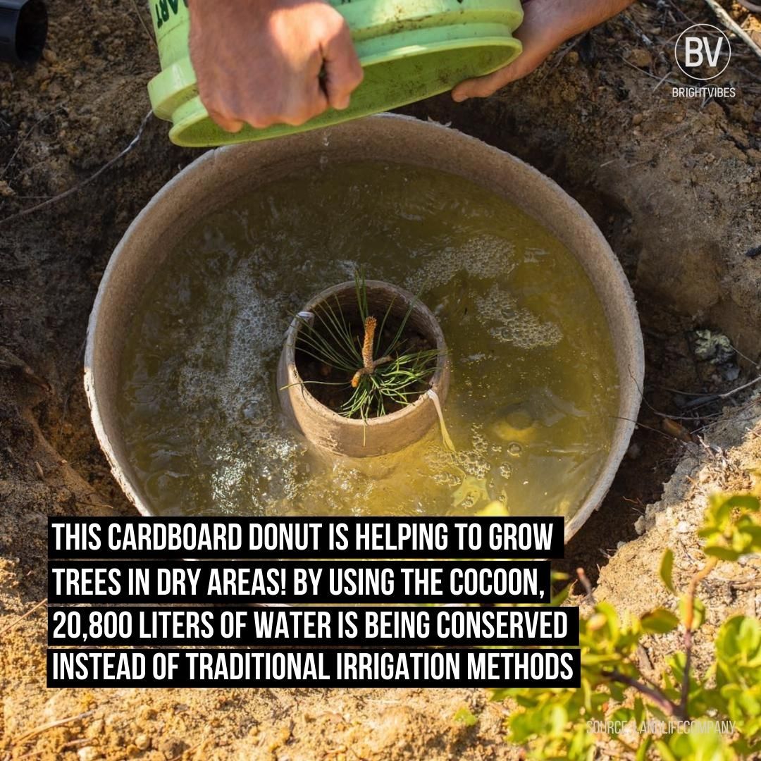 brightvibes_com's tweet image. It&apos;s been developed by Dutch company @LandLifeCompany and, so far, they&apos;ve planted more than 7 million trees with the Cocoon and other innovative planting methods in severely degraded land over the world. 🌳🌍⁠

#treeplanting #treegrowing #landlife #sustainability #environment