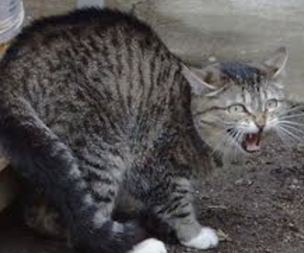 CatNeeson's tweet photo. @SlaterJonathan4 Meanwhile, the house cat.... https://t.co/Roj9fl0gm9