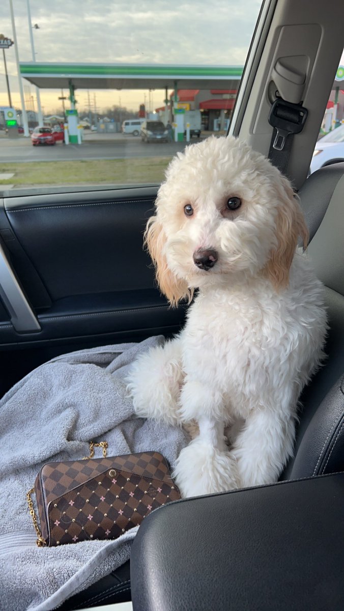 We went to <a href="/Starbucks/">Starbucks</a> this morning to get my Twix-bug his first pup cup and they said they were all out :,( maybe next time!