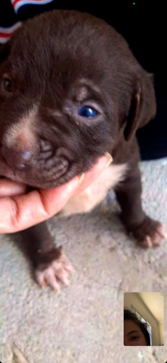 thawanyvba's tweet photo. pessoal de tambau, minha mãe tá doando uma cachorrinha, ela achou abandonada na pista indo pra ADZ e não pode ficar com ela 🥺 https://t.co/8cZ3BdLkoZ