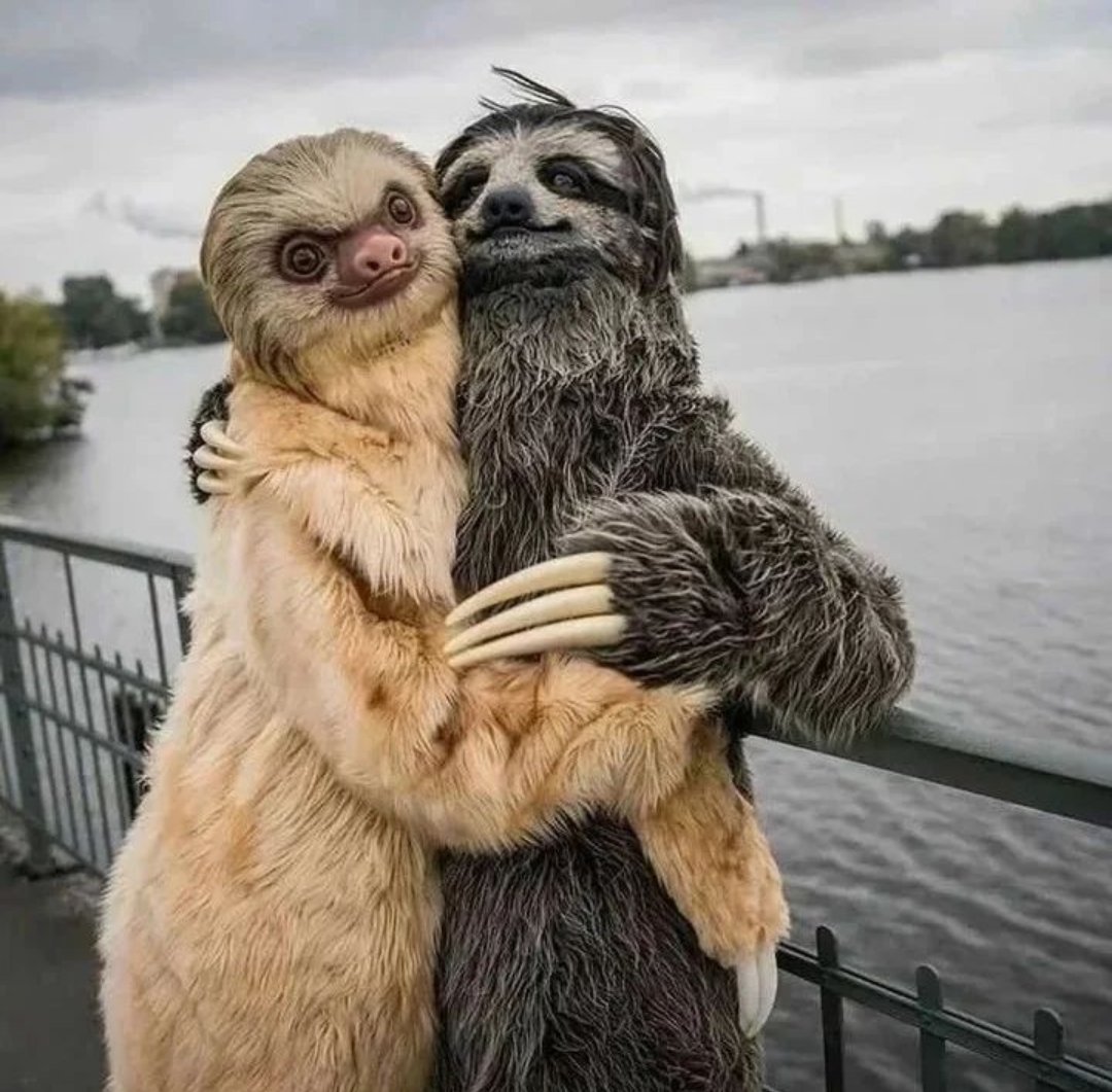Slothgift's tweet photo. When two become one 💞
#slothlover #sloth #slothlife #art #slothart #graffiti #slothmerchandise #slothgiftshop #slothlove #slothsquad #painting #mural #muralart #sloths #slothgift #gift #slothnation #slothmode #slothswag #merchandise #slothclothing https://t.co/nQJCAVBLVk