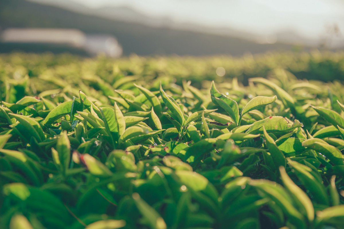 ExclTea's tweet photo. Sip on luxury with the Champagne of Teas! 🍵🍾 Discover why Darjeeling tea is so special and learn about the terroir, plucking season, and skilled craftsmanship that go into producing this exclusive tea.
https://t.co/8DEAzl0A8e
 
#DarjeelingTea #ChampagneOfTeas #PremiumTea #Tea https://t.co/iFCcAfjDT1