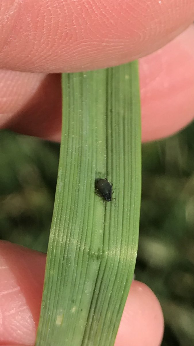 TeiaG2012's tweet photo. Depredadors i el seu aliment es troben en el mateix àmbit #coccinèl•lids/#pugons. He vist moltes marietes, no he vist molts pugons, però la presència d’uns m’indica que també hi són els altres! https://t.co/zg9PCYYnvr