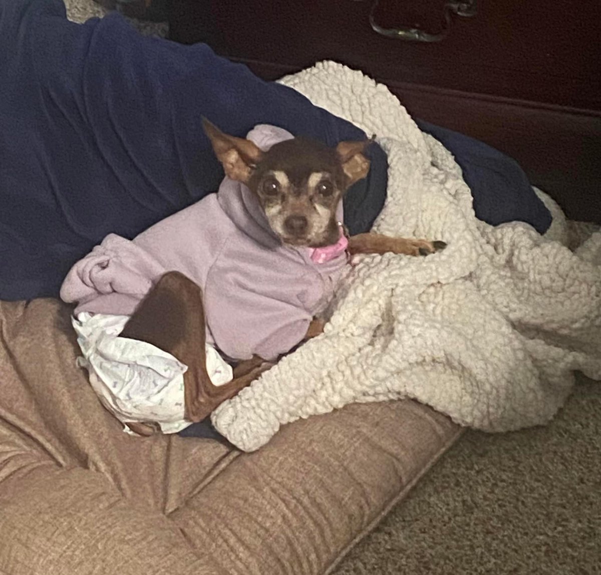 TaffysTouch's tweet photo. Leo- surgery to remove both eyes
Gertie- spay and removal of both eyes
Myles- exam and bloodwork
Lulu (Boston terrier)- exam with potential mass removal 
Lucy- new dog exam with bloodwork and potential mass removal, plus much needed grooming.
GiGi- dental procedure https://t.co/3dwEcEcf3L
