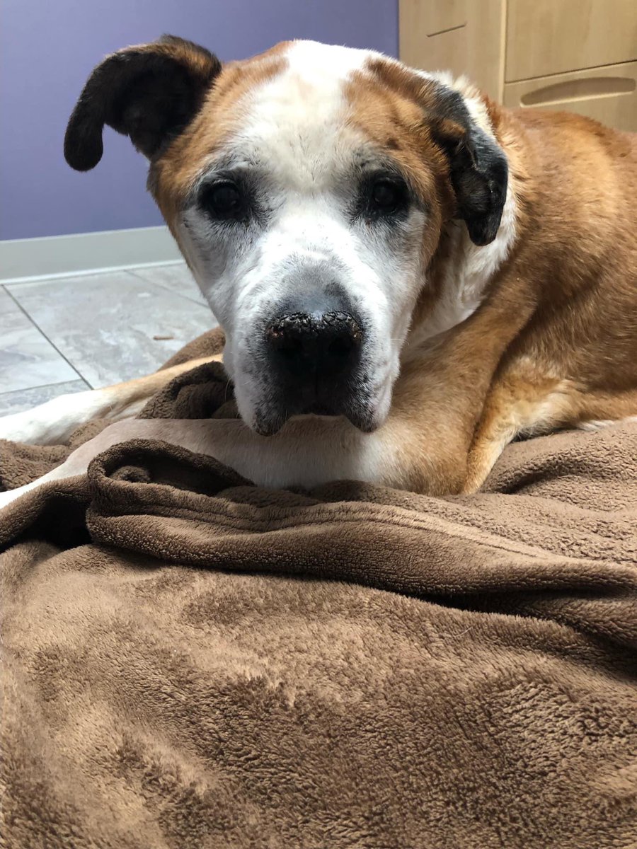 Leo- surgery to remove both eyes
Gertie- spay and removal of both eyes
Myles- exam and bloodwork
Lulu (Boston terrier)- exam with potential mass removal 
Lucy- new dog exam with bloodwork and potential mass removal, plus much needed grooming.
GiGi- dental procedure