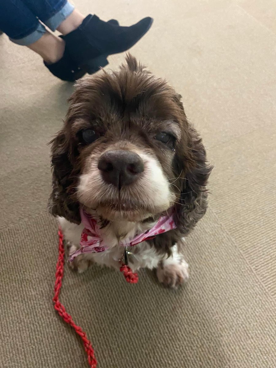 TaffysTouch's tweet photo. Leo- surgery to remove both eyes
Gertie- spay and removal of both eyes
Myles- exam and bloodwork
Lulu (Boston terrier)- exam with potential mass removal 
Lucy- new dog exam with bloodwork and potential mass removal, plus much needed grooming.
GiGi- dental procedure https://t.co/3dwEcEcf3L