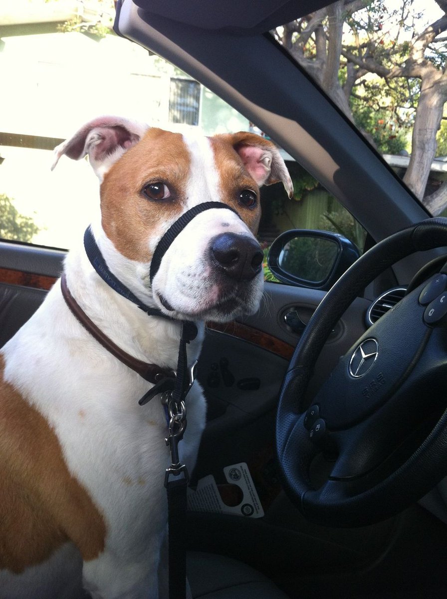 LibbyGill's tweet image. A sweet and precious memory running errands with Scout! 💓💓💓

#rescuedog #pitmix #memories #tuesdaythoughts #dogs