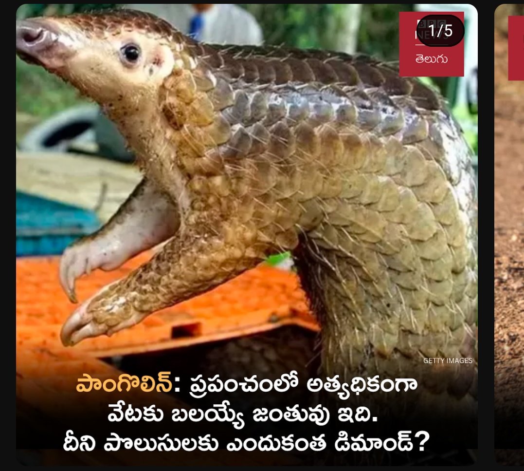 jalandher94's tweet image. ఇలానే కనక ఉంటే రాబోయే రోజుల్లో ఈ జీవి అంతరించిపోయే ప్రమాదం ఉంది 
#animals #planet #extinctanimal