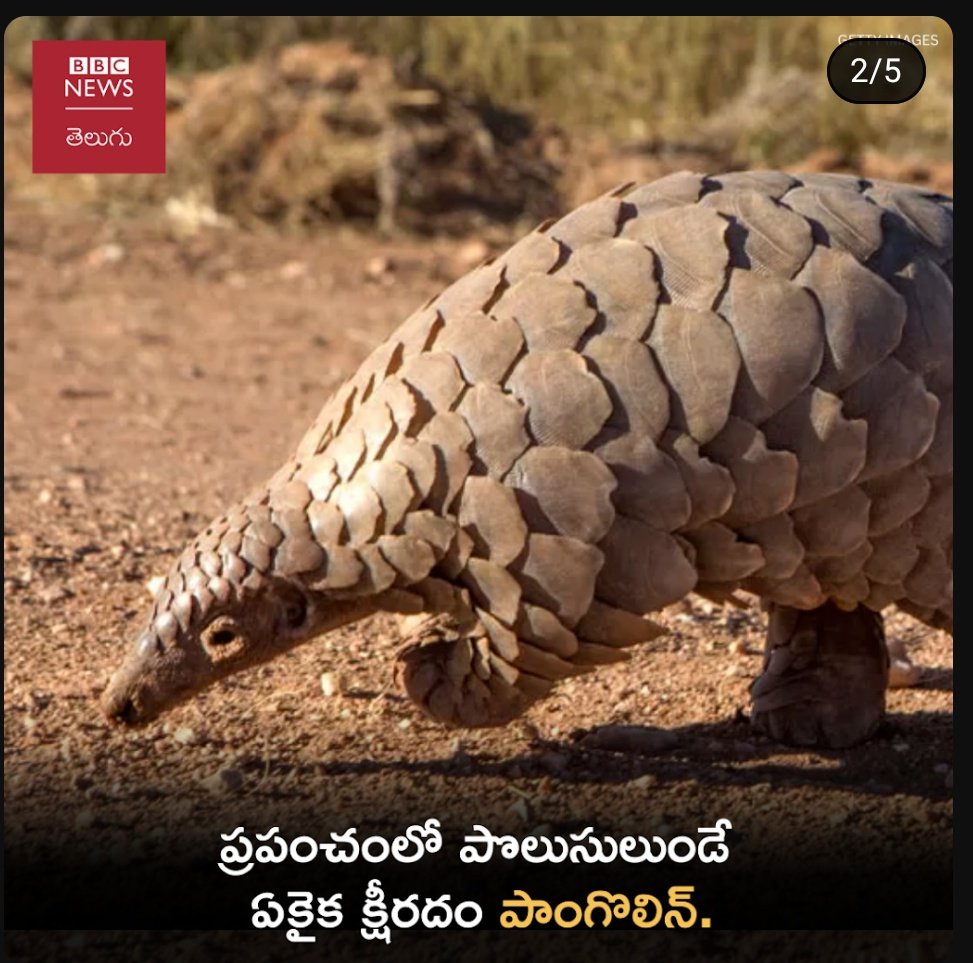 jalandher94's tweet image. ఇలానే కనక ఉంటే రాబోయే రోజుల్లో ఈ జీవి అంతరించిపోయే ప్రమాదం ఉంది 
#animals #planet #extinctanimal