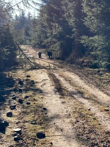 struttsscotland's tweet photo. Our @JohnCleggWoods team have been working hard and what unusual company to stumble upon on a sunny day in #Highland #Scotland.... wild boar!  https://t.co/4GYCmml3XJ  
#Forestry #Woodland #Nature #Speyside https://t.co/6JPRqRFScS