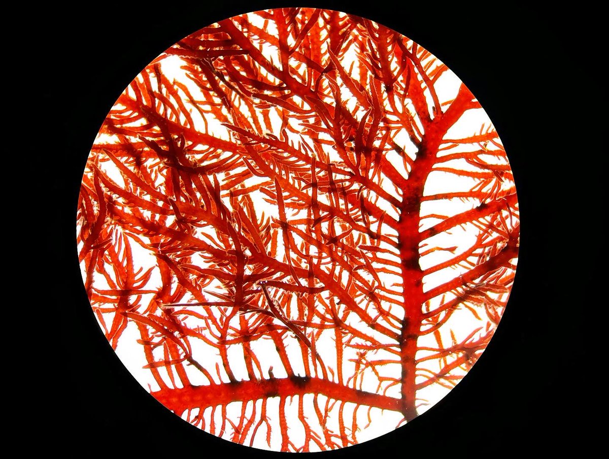 AlgaLab's tweet photo. Planetas algas antárticas 😍 🪐🌖🇦🇶🐧.
#MacroalgasAntarcticas #Seaweeds #Antarcticseaweeds #Delesseriaceae #ceramiales #callithamniaceae #AlgasRojas #Antarctica #ECA59 #CentroIDEAL #AlgaLAB #centroimar #nucleomileniomash #ulagos #CeBiB https://t.co/s0Ys7N7n7r