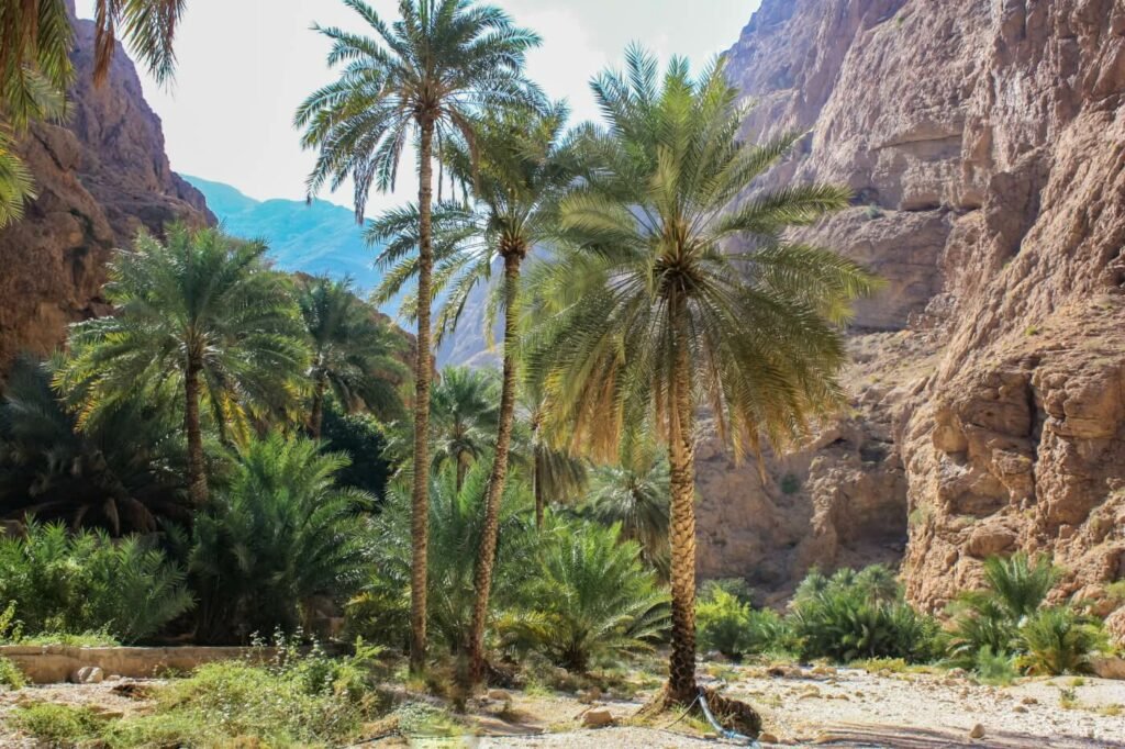 reishonger's tweet photo. Oman is meer dan zand en woestijnen. Onze journalist @theomolenaar neemt je mee langs oases, wadi's en dromedarissen. #reishonger https://t.co/XWajdtdz32 #oman #travel https://t.co/YmUhwVBFA0