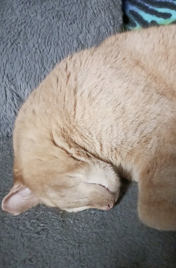 bloodofthehound's tweet photo. @Violetsilenced You are so kind :] catto for your troubles https://t.co/27BCoER9yC