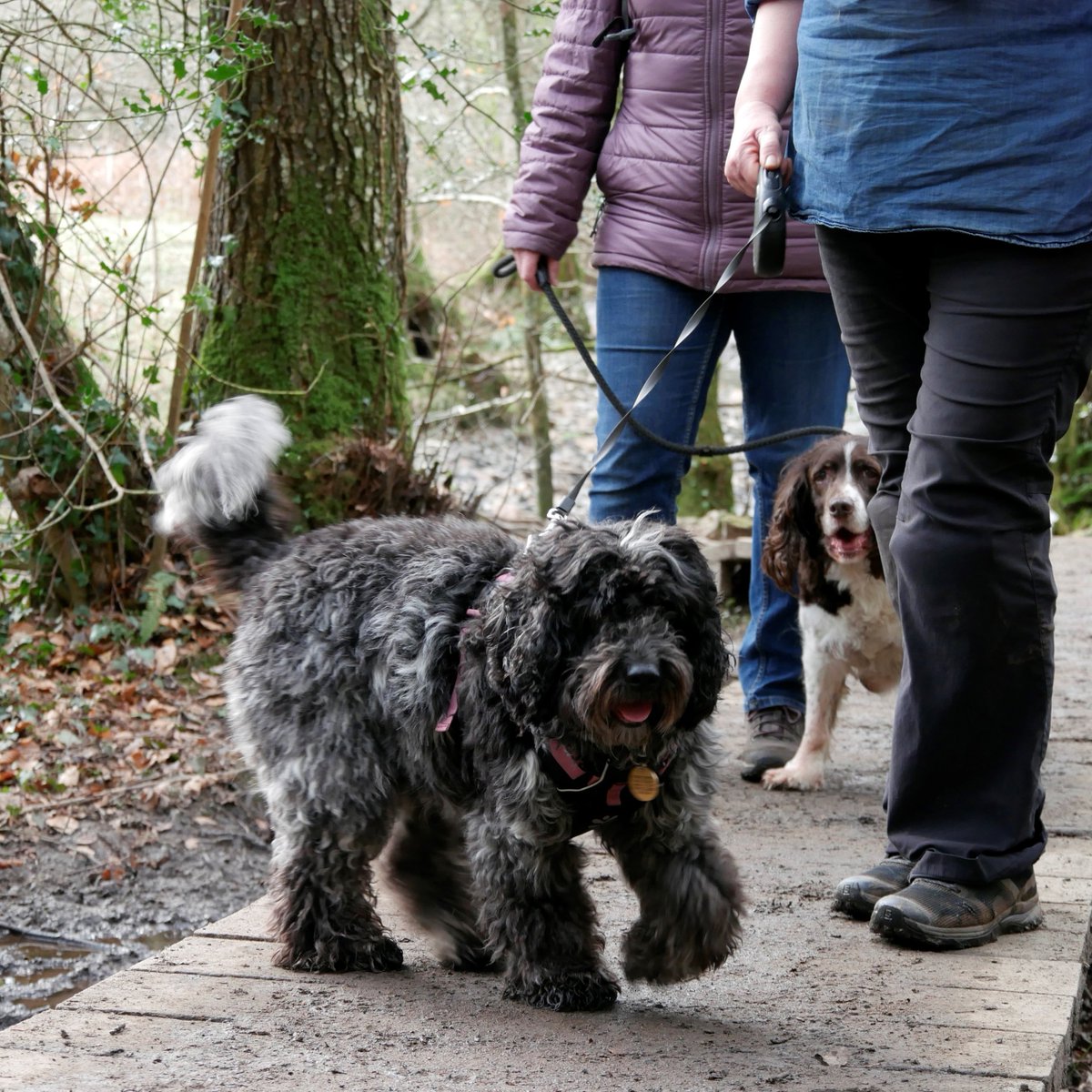 Today we're celebrating National #WalkTheDog Day

Spring is a wonderful time to explore Dartmoor with your dog. And keeping your dog on a short lead will help give young birds, animals and plants the start they need.

To find out more please visit bit.ly/41hjIeE