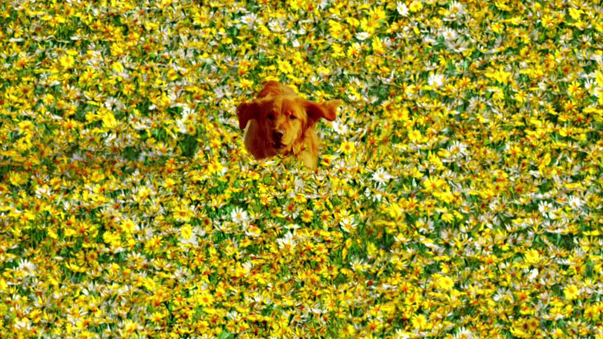TheGiftofGabbe's tweet photo. βAt that moment in the town of Coeur d'Coeurs, events occurred that are not, were not, and should never be considered an ending, for endings as it is known, are where we begin.β π’ #PushingDaisies #Fullerverse #Digby https://t.co/IrCESHyIst