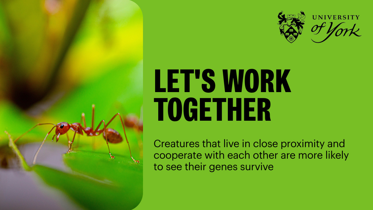 Cooperating with your neighbours, especially if they are distant relatives, can be an effective evolutionary strategy, new #YorkResearch has found: bit.ly/3ISumBr