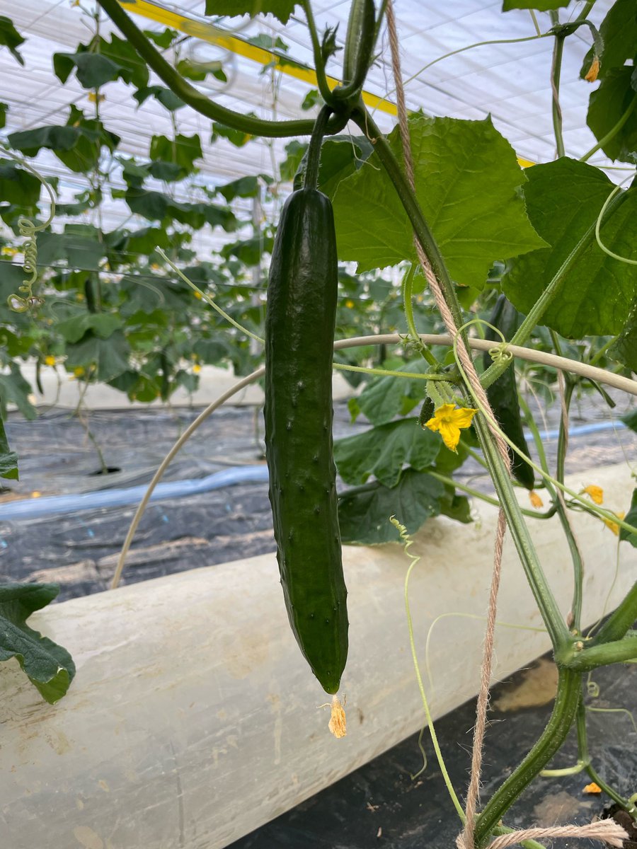 あっという間に、2月も残りわずか。。。
今年も促成きゅうりがスタートしました！