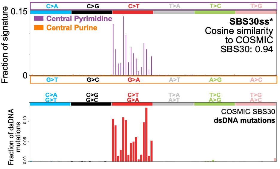 🧬 Preprint 🧬 Most mutations begin as a change in only one of the two