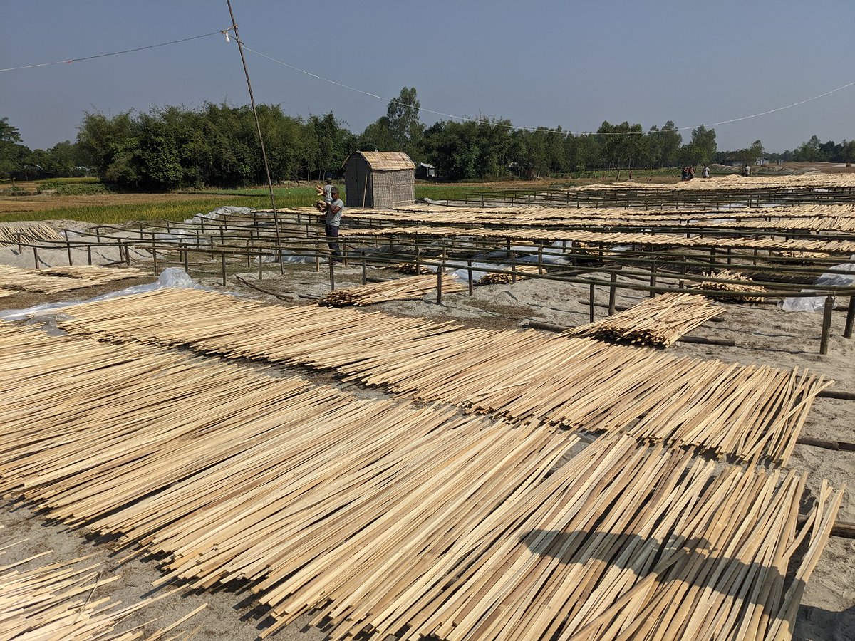 jcatkinson's tweet photo. Our Bamboo coffins are made from bamboo plants in rural North-West Bangladesh. These are around 40 feet long. They grow in 3 months to full height, but take 3 years to mature when they can be harvested.
#coffins #caskets #CountryRange #quality #commitment #innovation https://t.co/gFmYDHqerv