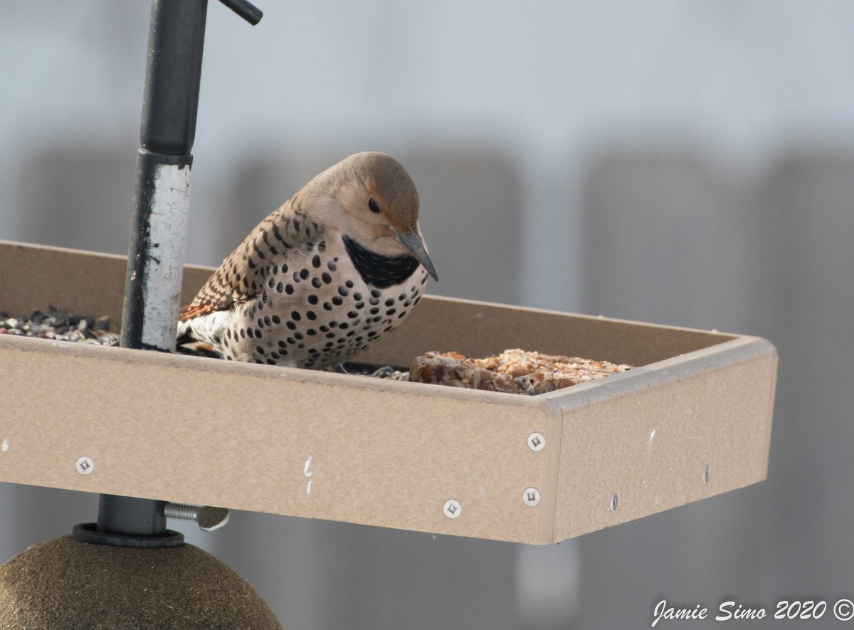 frontrangebird's tweet image. An Important Message and a Special Offer - mailchi.mp/frontrangebird…