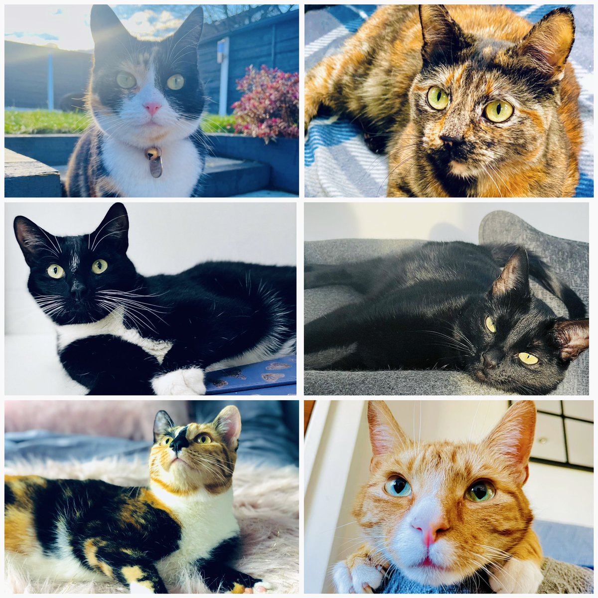 Happy #LoveYourPetDay and hello from our 6 darling furbabies, Bella, Coco, Felix, Luna, Pixie & Simba. 💘

What’s the one thing you LOVE the absolute most about your pet?

#CatsOfTwitter #CatsOfInstagram #CalicoCrew #AdoptDontShop #TongueOutTuesday