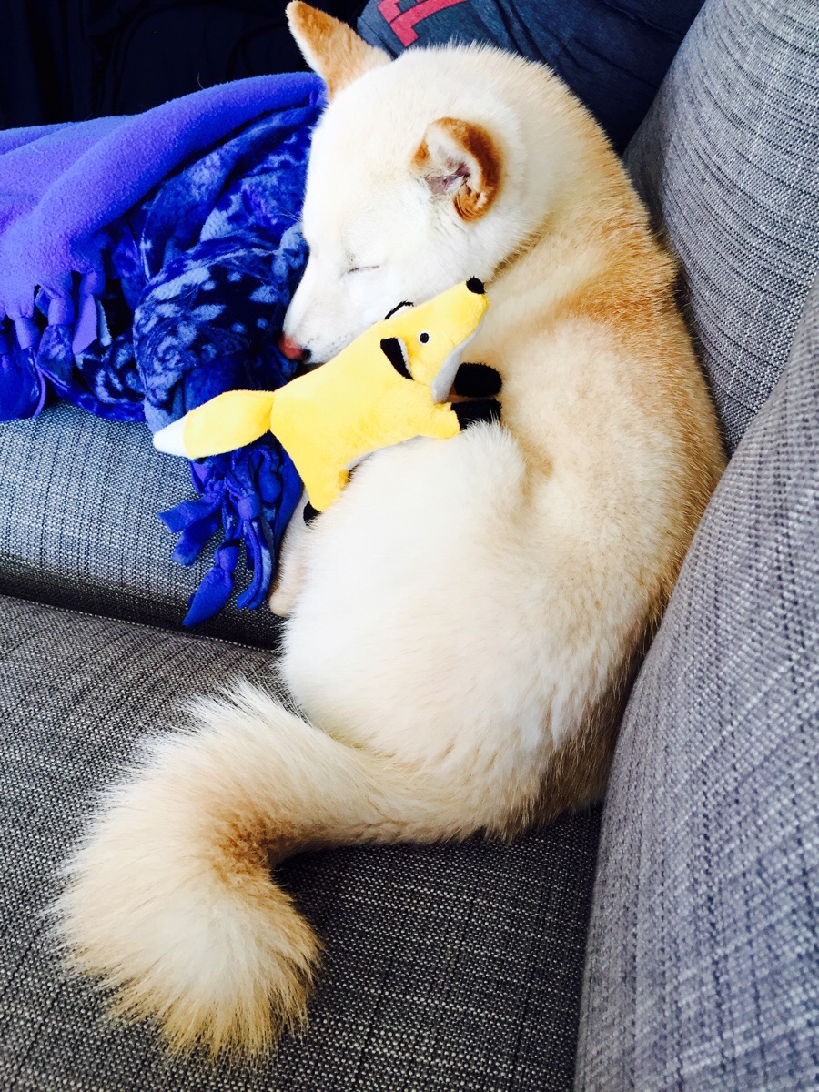 Shiba Every Hour (@shibaeveryhour) on Twitter photo 