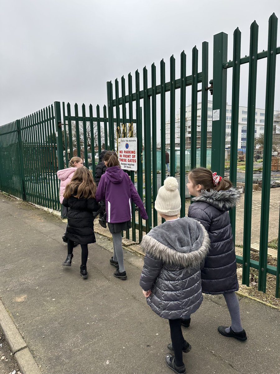 headcherrytree's tweet photo. Off to the allotments this morning for Year 3! We love going every week to see how things change. Thank you @WatfordSaAllot for making this happen each week! @CTS_Watford @MrsSibbitCTS https://t.co/dovYPAVwvF