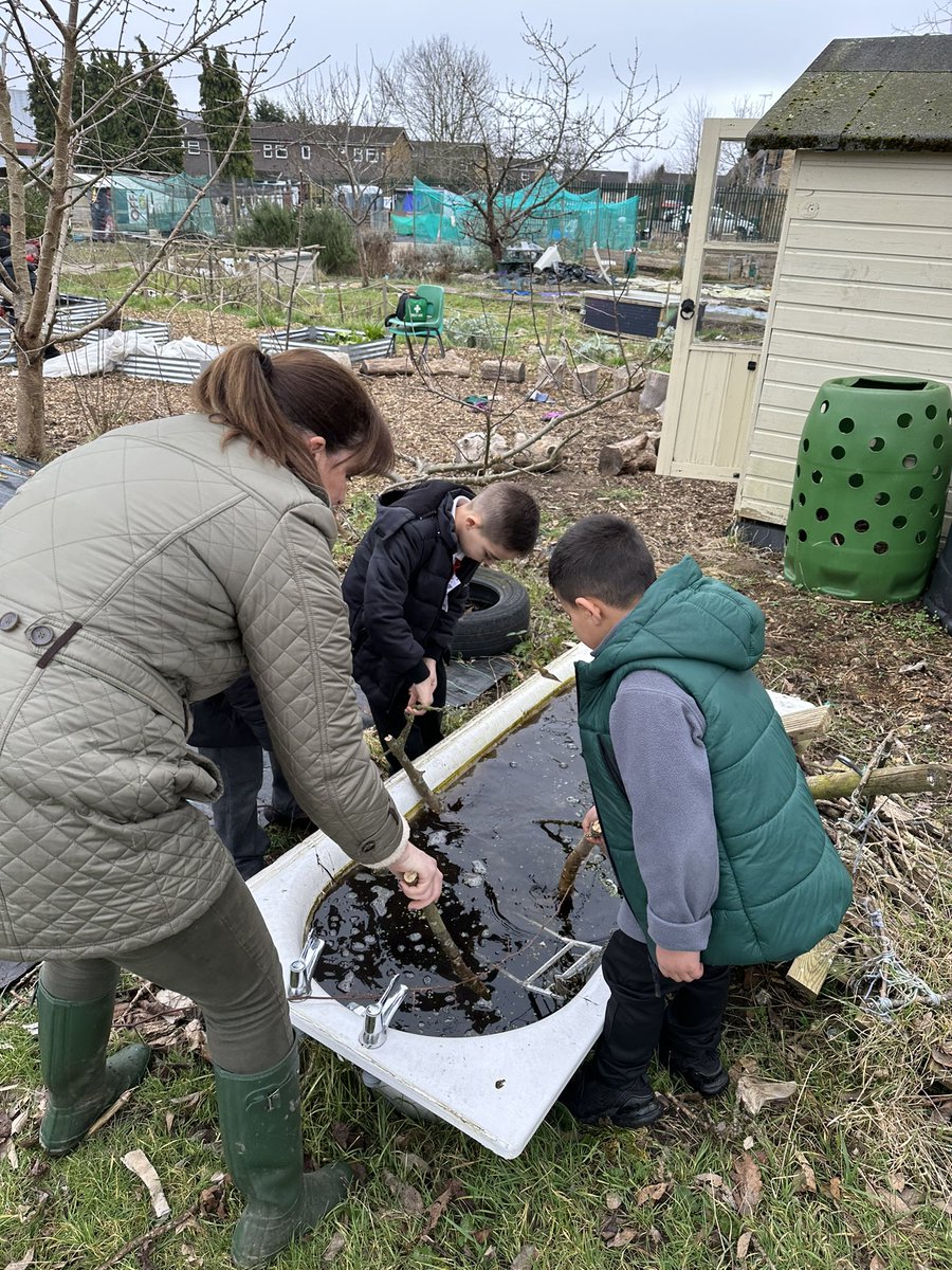 headcherrytree's tweet photo. Off to the allotments this morning for Year 3! We love going every week to see how things change. Thank you @WatfordSaAllot for making this happen each week! @CTS_Watford @MrsSibbitCTS https://t.co/dovYPAVwvF