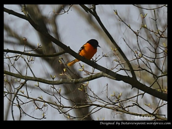 Longing for Spring 
#photography
instaviewpoint.wordpress.com/2023/02/21/lon…