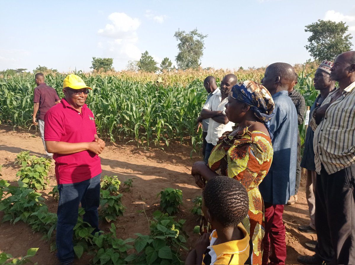 FBaudron's tweet photo. Great 2 days in #Geita visiting on-#farm trials established by the #Tanzania #Agriculture(al) #Research Institute under the regional project on #acidsoils management funded by @gatesfoundation & led by @CIMMYT.
What a pleasure to be in the field with Dr Meliyo & team! https://t.co/bVlpBCxwO0