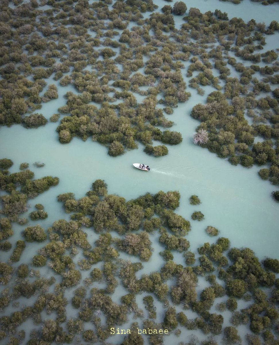 Hara forests in Qeshm