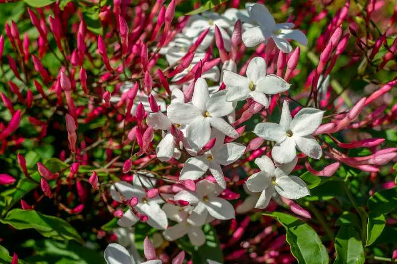 🌿🌸Le jasminum polyanthum est une plante grimpante qui peut embellir votre intérieur ou votre jardin, mais pour cela, il faut savoir l'entretenir ! Nos astuces pour arroser, fertiliser et tailler cette plante #plante #entretien #jasminumpolyanthum buff.ly/41d6XBE