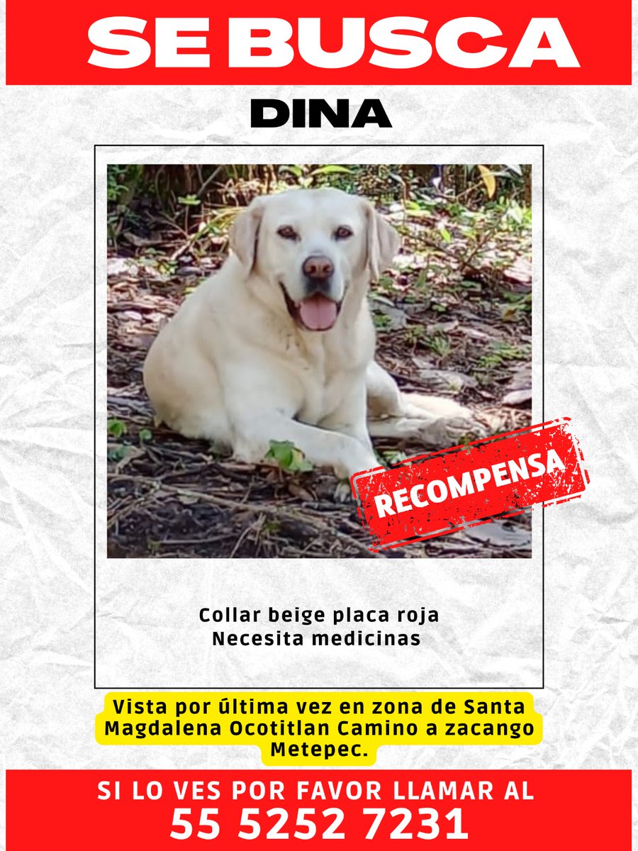 Dcyon's tweet photo. #AyudameARegresarACasa #Perra #Perdida #PerrosPerdidosMx #Metepec https://t.co/2pggxkC1FR