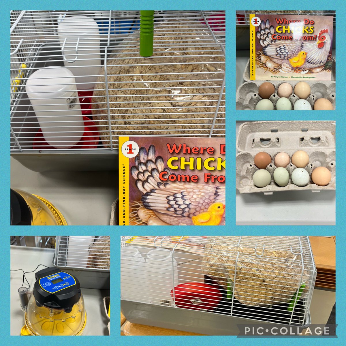 bookgirl614's tweet photo. It’s chicken season at PS2! #chickenproject #7hatchlins @wnyps2 @WestNYSchools https://t.co/brbHIJWCzr