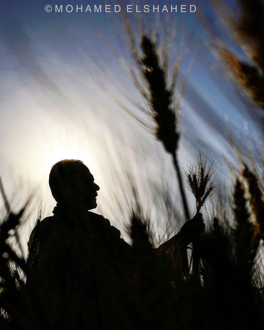 Mohamed El-Shahed tweet media