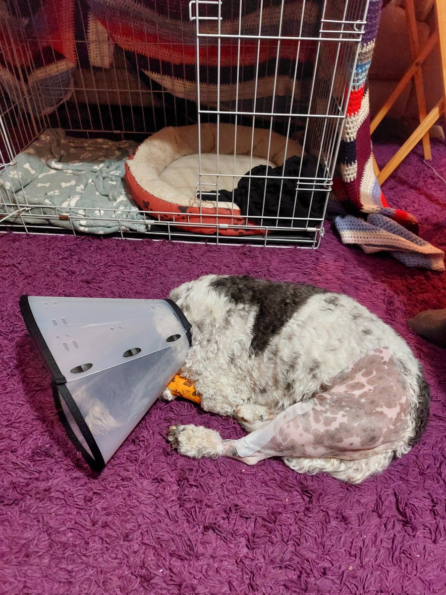 Update! He is home now and is miserable. I am not ashamed to say I cried when I picked him up.