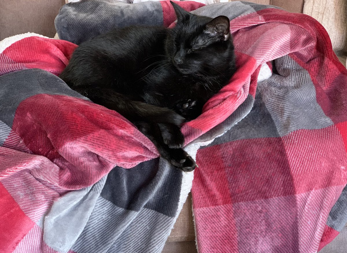LittleBlackBall's tweet photo. I have made an excellent cat-nest
(no human, you cannot have the blanket, not even a corner) https://t.co/ofYJYxWhLY