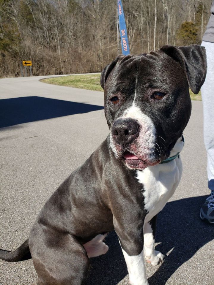 Clermont county on twitter playful friendly bruno a pit bull