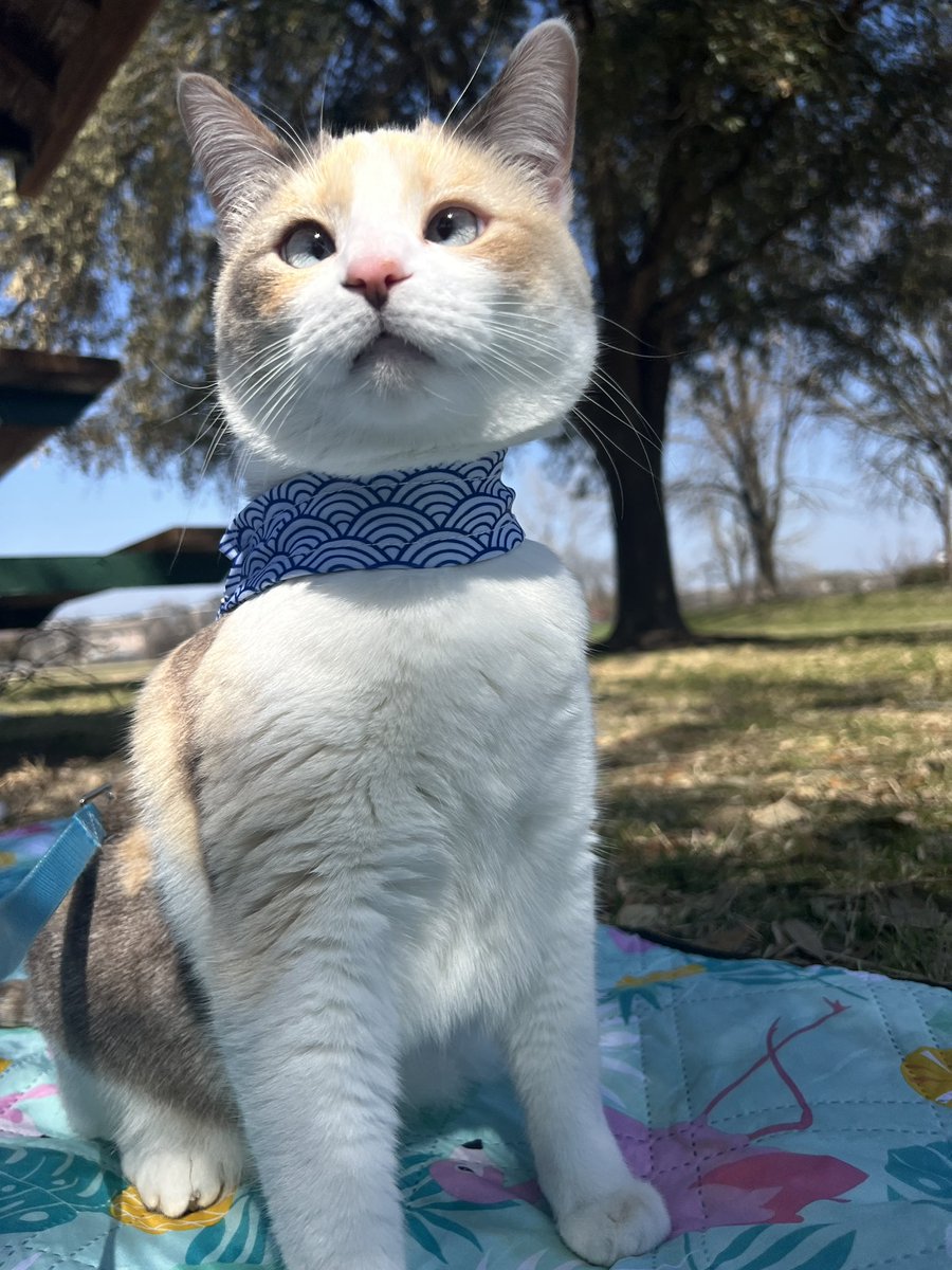 fatfatpankocat's tweet photo. I took panko to a park https://t.co/DGsf980oGo
